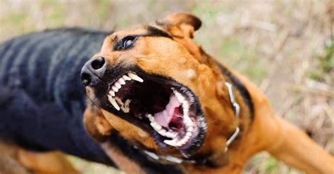How do you stop an aggressive dog from attacking you?
