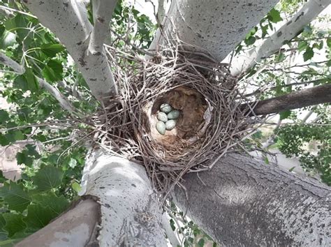 How do you stop birds from eating their eggs?