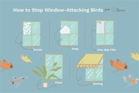 How do you stop birds from pecking at windows?