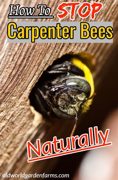 How do you stop carpenter bee holes?