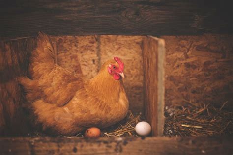 How do you stop chickens from pooping where they lay eggs?