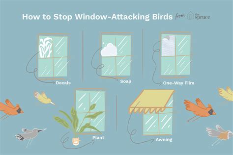 How do you stop crows attacking windows?