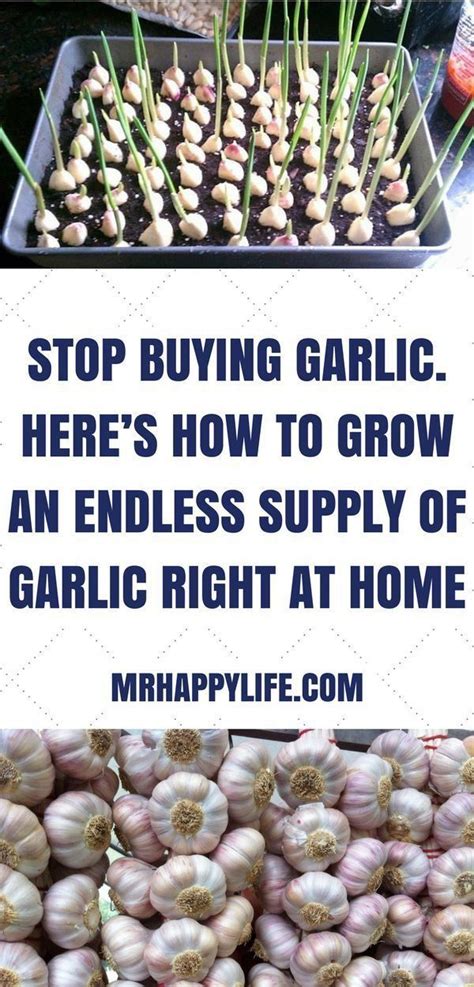 How do you stop garlic from sprouting?