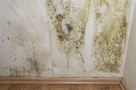 How do you stop mould from coming back?