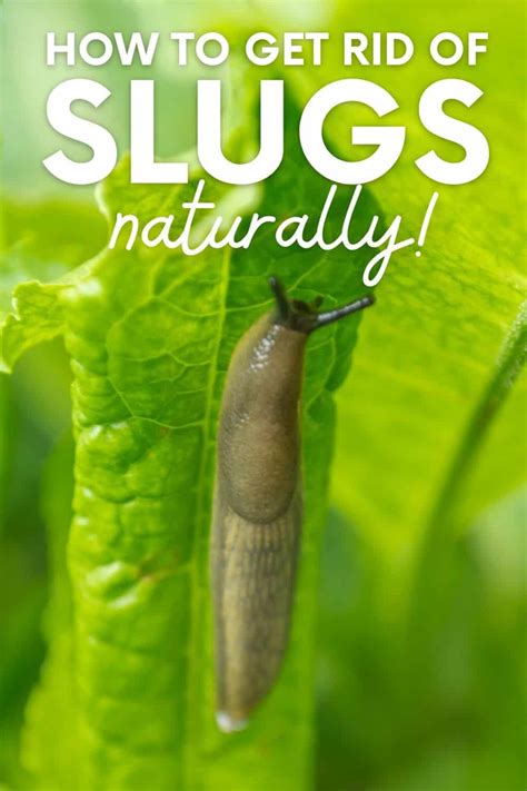 How do you stop slugs humanely?