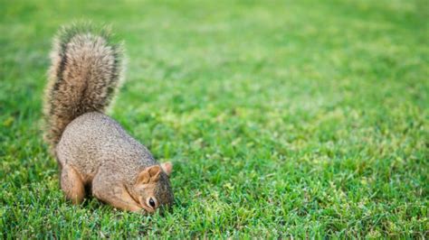 How do you stop squirrels from digging?