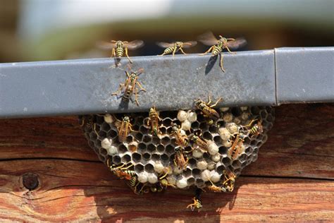 How do you stop wasps coming near you?