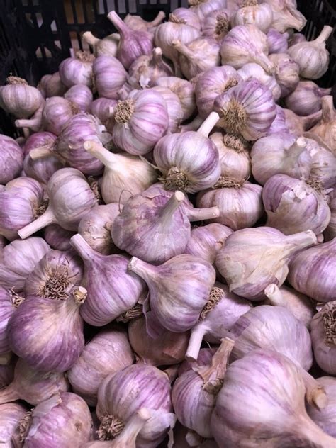 How do you store Russian garlic?