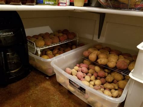 How do you store cut potatoes overnight without a refrigerator?