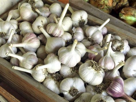 How do you store garlic for years?