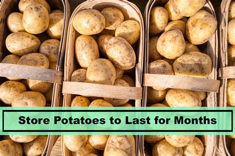 How do you store potatoes for 12 months?