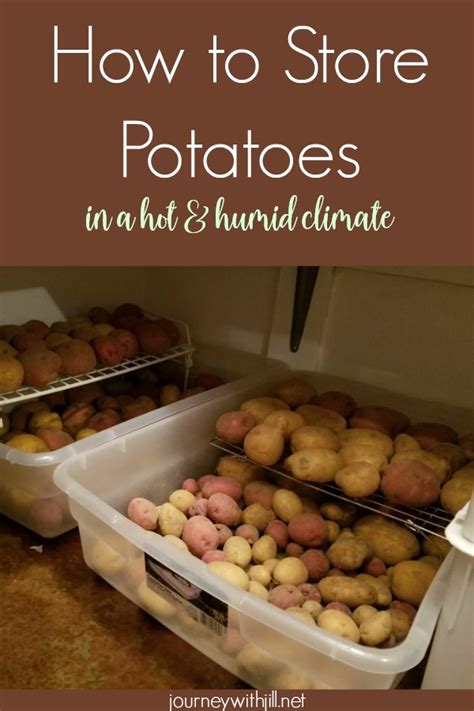 How do you store potatoes in warm climates?