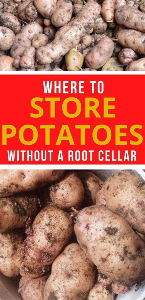 How do you store potatoes so they last all winter?