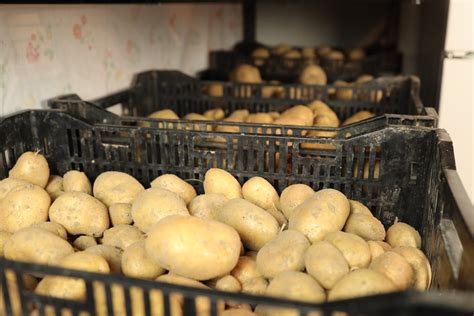 How do you store potatoes without a root cellar?