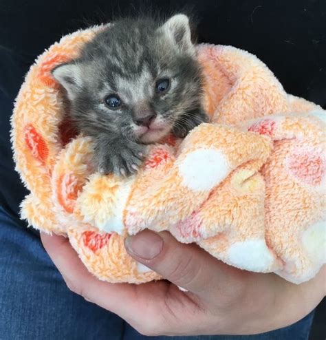 How do you take care of a 5 week old abandoned kitten?
