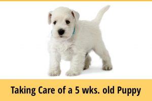 How do you take care of a 5 week old puppy without its mother?