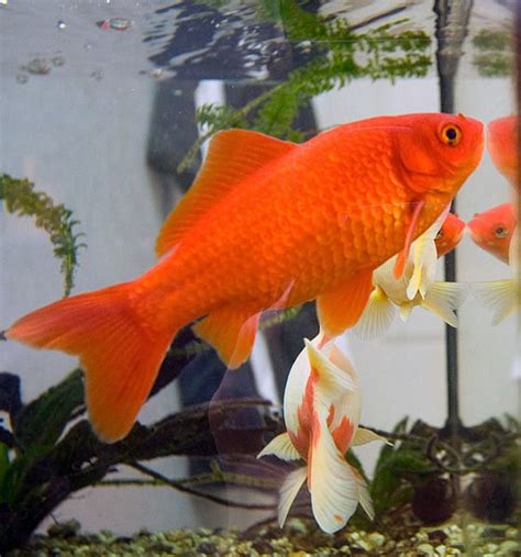 How do you take care of a goldfish?