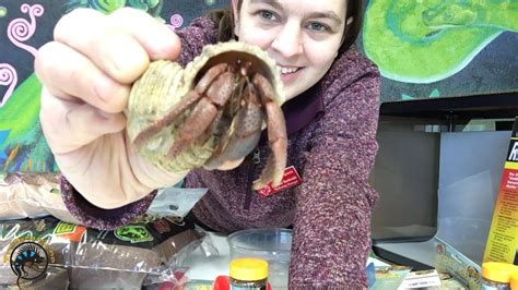 How do you take care of a marine hermit crab?