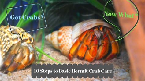 How do you take care of fresh water hermit crabs?