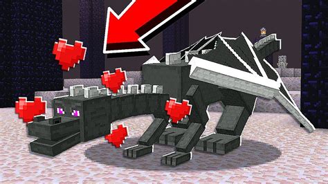 How do you tame the Ender Dragon in Minecraft without mods?