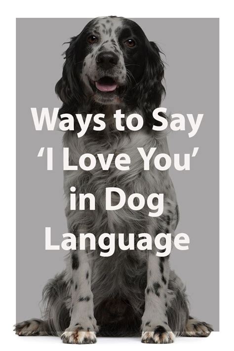 How do you tell a dog you love them in their language?