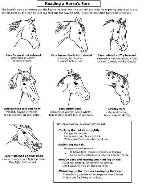 How do you tell a horse to calm down?