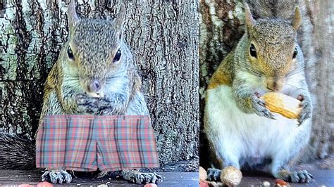 How do you tell a male squirrel from a female?