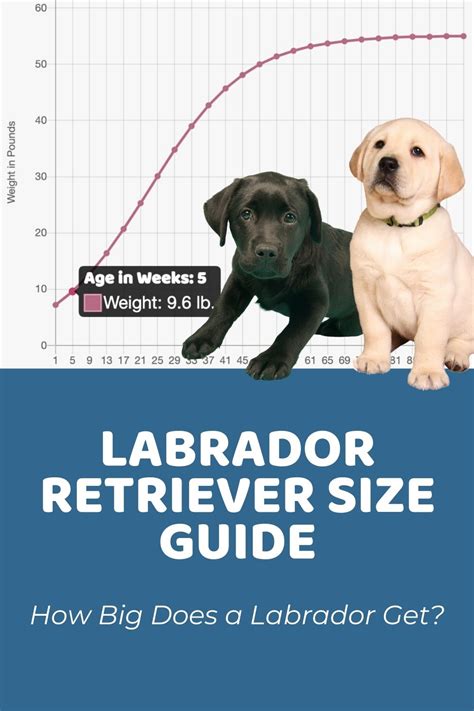 How do you tell how big your lab will get?