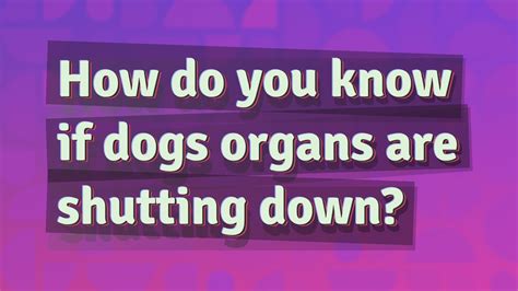 How do you tell if a cat's organs are shutting down?
