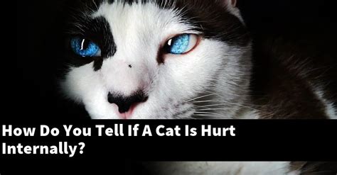 How do you tell if a cat is hurt internally?