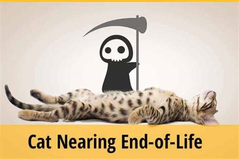 How do you tell if a cat is nearing the end of its life?