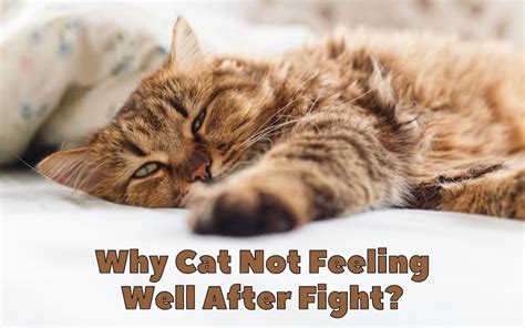 How do you tell if a cat is not feeling well?