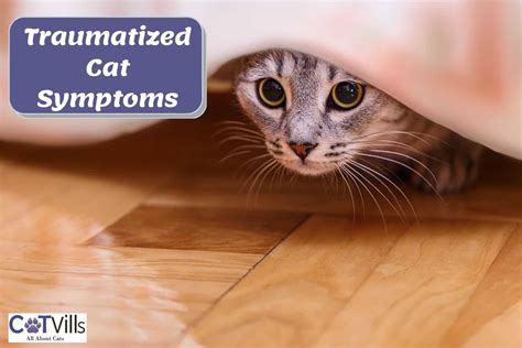 How do you tell if a cat is traumatized?