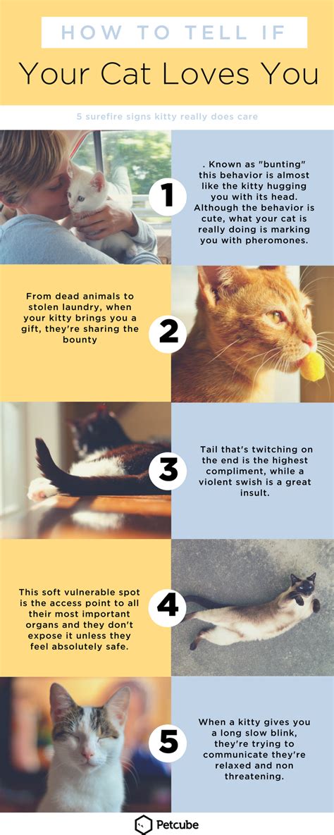 How do you tell if a cat really loves you?