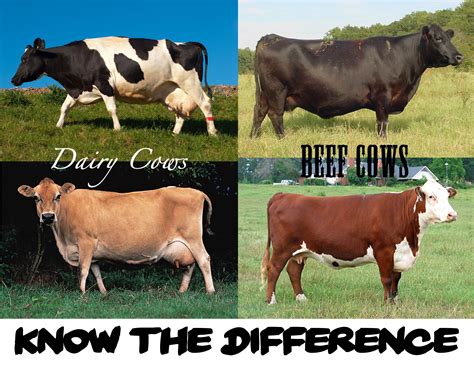 How do you tell if a cow is a heifer?