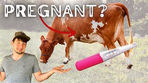 How do you tell if a cow is pregnant without a vet?