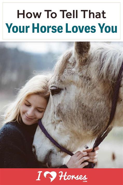 How do you tell if a horse loves you?