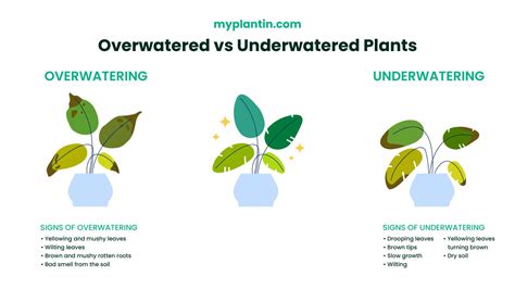 How do you tell if a plant is overwatered or underwatered?