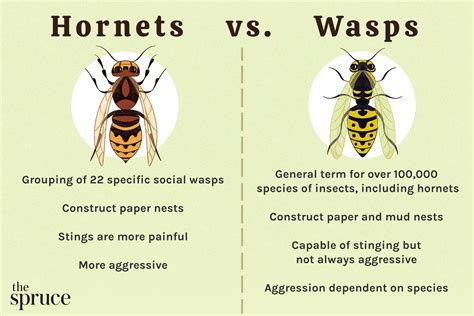 How do you tell if a wasp is mad at you?