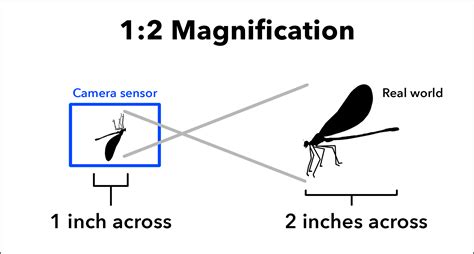 How do you tell if an image is magnified or diminished?