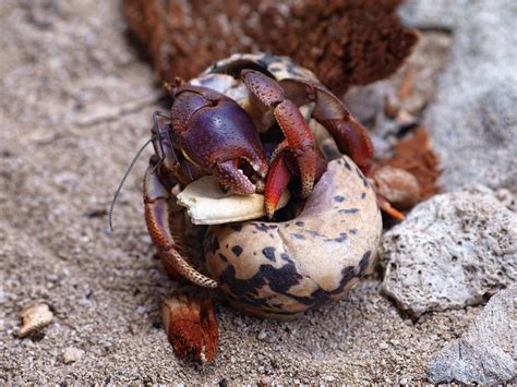 How do you tell if hermit crabs are playing or fighting?