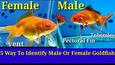 How do you tell if my goldfish is a boy or girl?