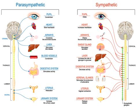 How do you tell if you are in parasympathetic?