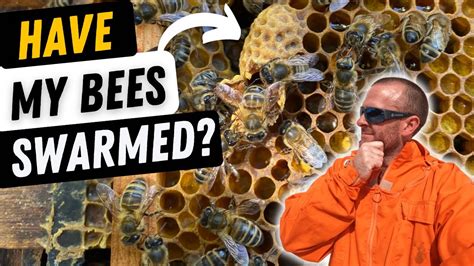 How do you tell if your bees have swarmed?