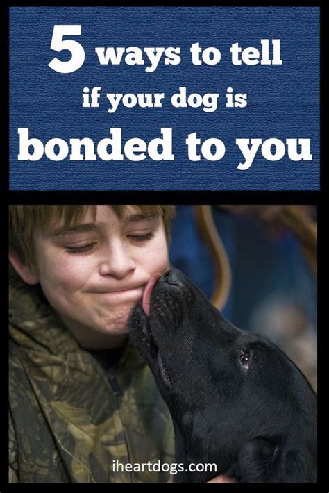 How do you tell if your dog is bonded to you?