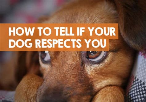 How do you tell if your dog respects you?