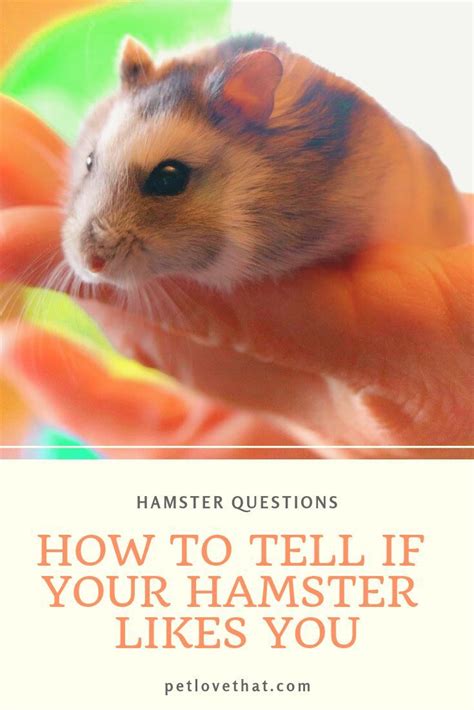 How do you tell if your hamster likes you?