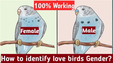 How do you tell my bird I love them?