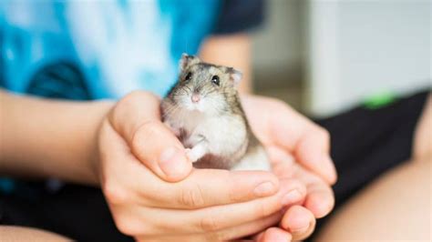 How do you tell my hamster loves me?