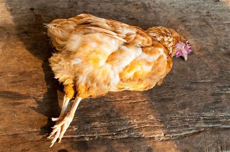 How do you tell what killed my chicken?